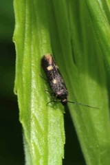 Parascythris muelleri