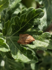 Lepidoptera