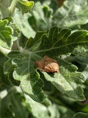 Lepidoptera