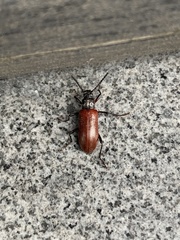 Strongylium rufipenne