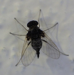 Chrysopilus basilaris