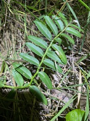 Lobelia concolor