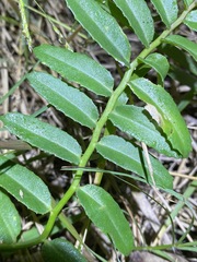 Lobelia concolor