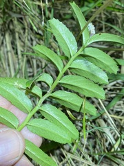 Lobelia concolor