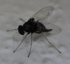 Chrysopilus basilaris