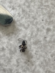 Euander lacertosus