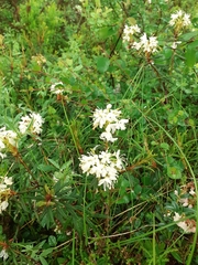 Rhododendron tomentosum