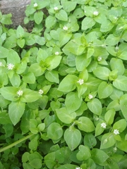 Stellaria media