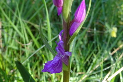 Dactylorhiza elata