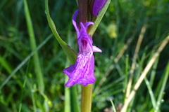 Dactylorhiza elata