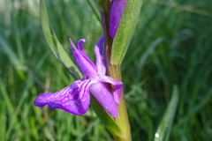 Dactylorhiza elata