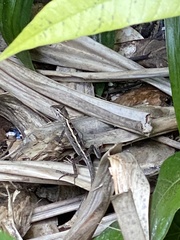 Calotes versicolor