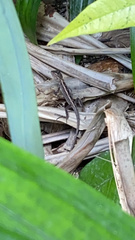 Calotes versicolor