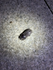 Dorcus