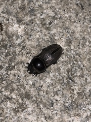 Dorcus