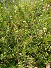Capsella bursa-pastoris
