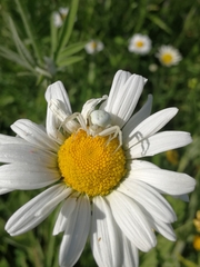 Misumena vatia
