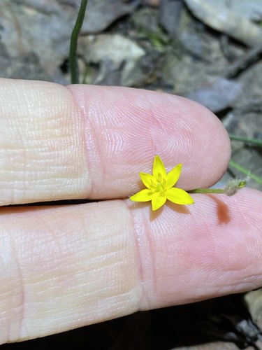 Image of Golden Star (Hypoxis pratensis) by (c) Greg Tasney, some rights reserved (CC BY-SA)