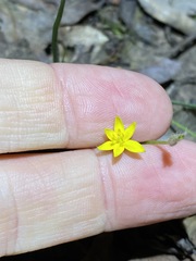 Hypoxis pratensis