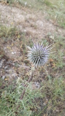 Echinops spinosissimus