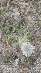 Echinops spinosissimus