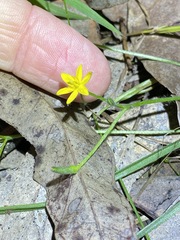 Hypoxis pratensis