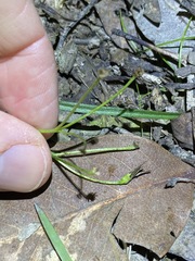 Hypoxis pratensis