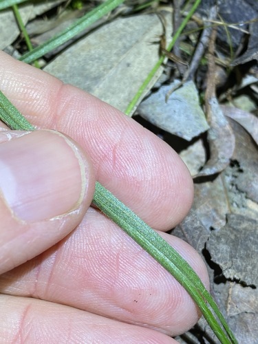 Image of Golden Star (Hypoxis pratensis) by (c) Greg Tasney, some rights reserved (CC BY-SA)