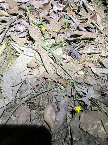 Image of Golden Star (Hypoxis pratensis) by (c) Greg Tasney, some rights reserved (CC BY-SA)