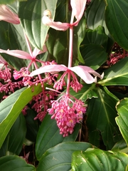 Medinilla magnifica