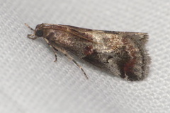 Acrobasis marmorea