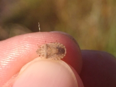 Sciocoris macrocephalus