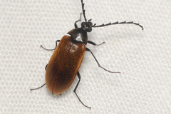 Pseudocistela ceramboides