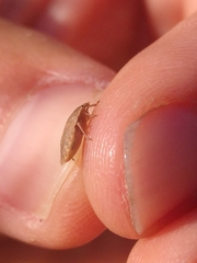 Sciocoris macrocephalus