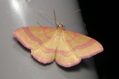 Rhodostrophia calabra