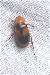 Phyllotocus bimaculatus