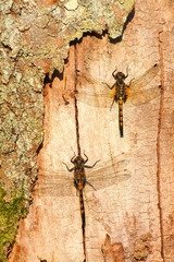 Leucorrhinia rubicunda