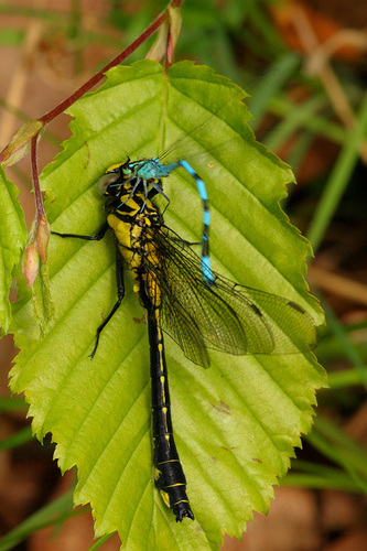 Common Clubtail