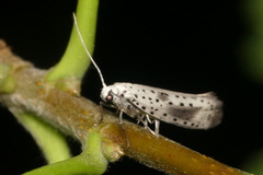 Yponomeuta irrorellus