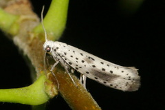 Yponomeuta irrorellus