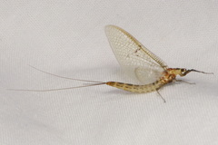 Ephemera lineata