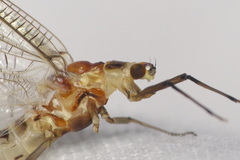 Ephemera lineata