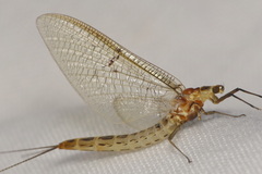 Ephemera lineata