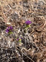 Monardella breweri lanceolata