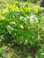 Heracleum maximum
