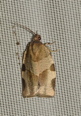 Choristoneura hebenstreitella