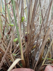 Scotophaeus pretiosus