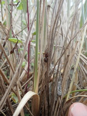 Scotophaeus pretiosus