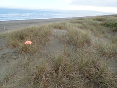 Scotophaeus pretiosus