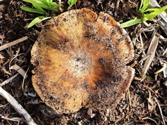 Cortinarius phalarus